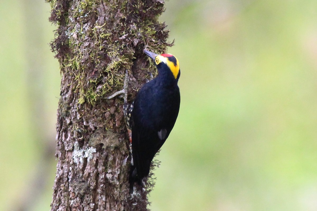 Yellow-tufted Woodpecker - ML82329461
