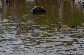 Blue-winged Teal, ML82331041