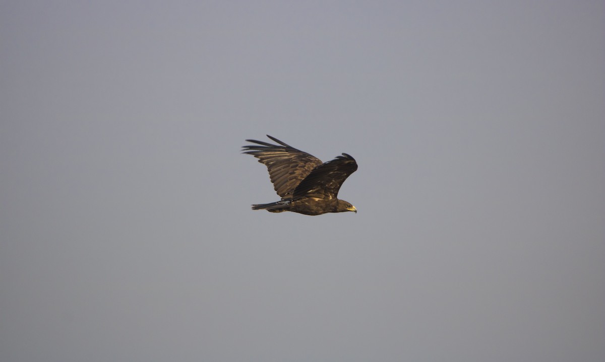 Indian Spotted Eagle - Ravi naidu