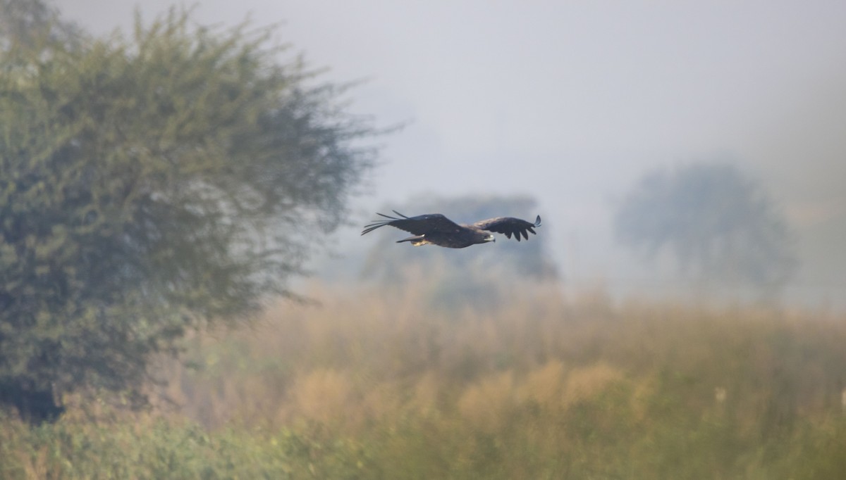 Indian Spotted Eagle - Ravi naidu