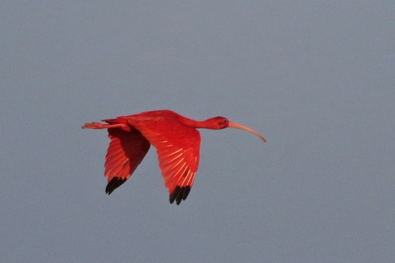 Scarlet Ibis - ML82336681