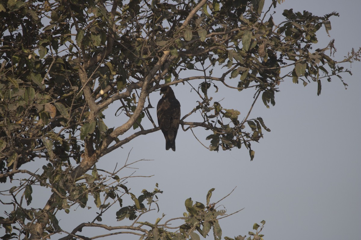 Black Kite (Black-eared) - Ravi naidu