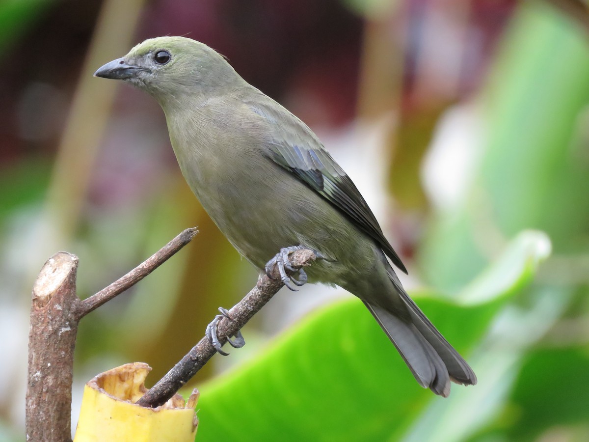 Palm Tanager - ML82337871