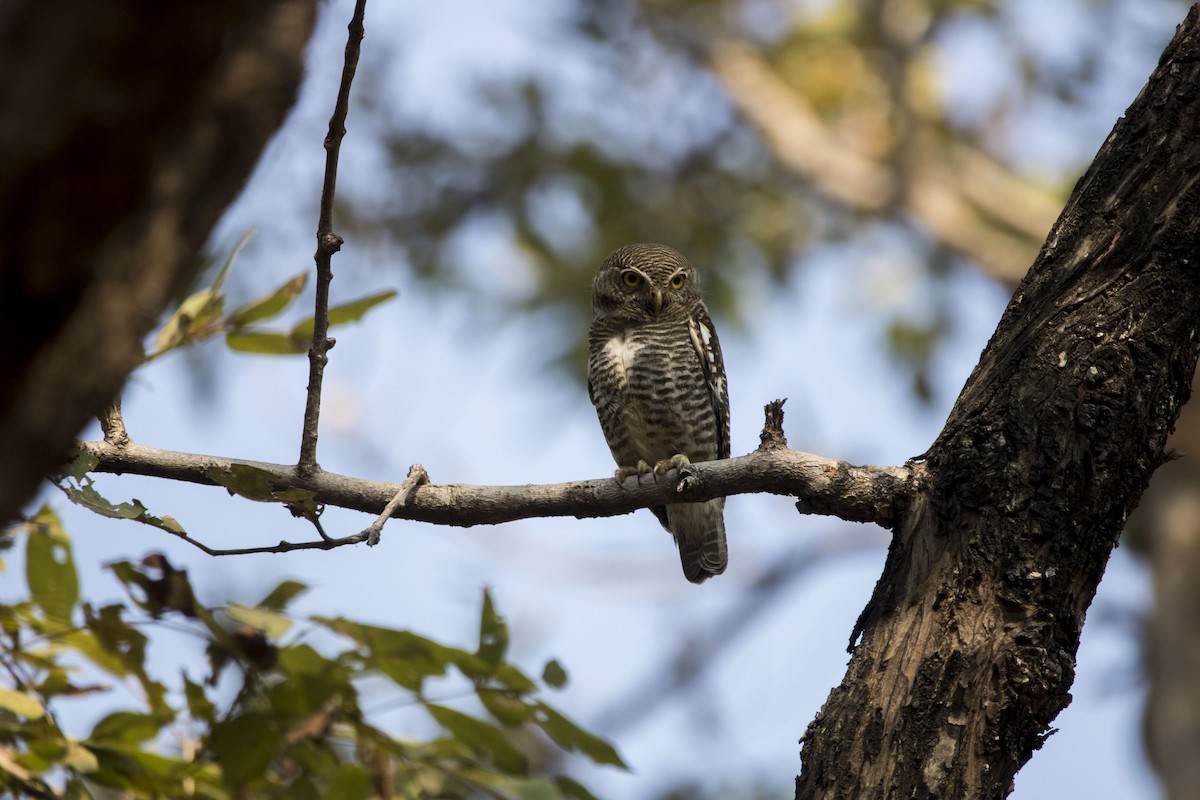 Jungle Owlet - Ravi naidu