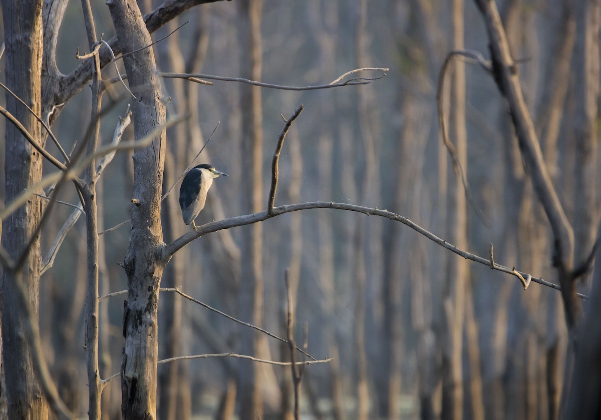 Black-crowned Night Heron - Ravi naidu