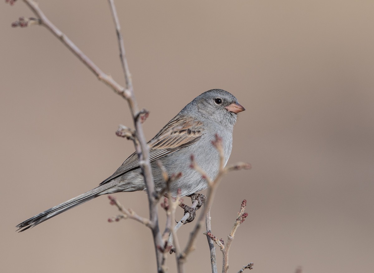 Black-chinned Sparrow - ML82343421