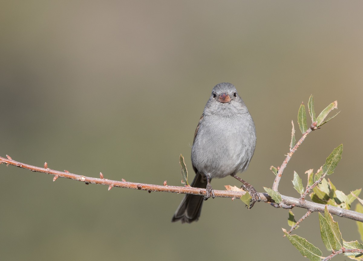 Black-chinned Sparrow - ML82343431