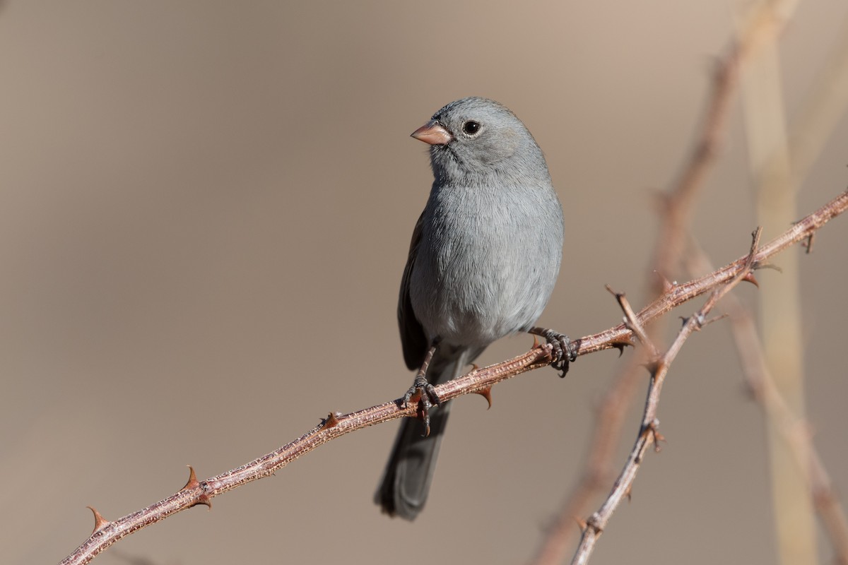 Black-chinned Sparrow - William Higgins