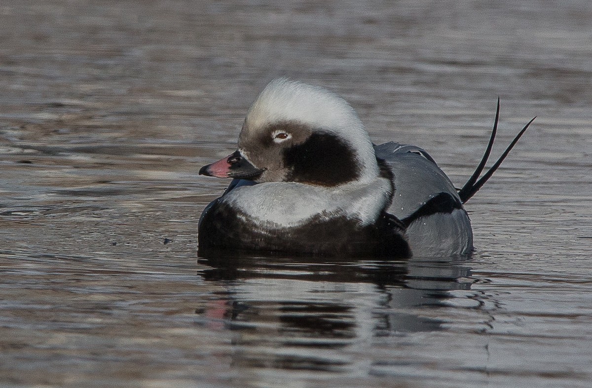 Long-tailed Duck - ML82343691