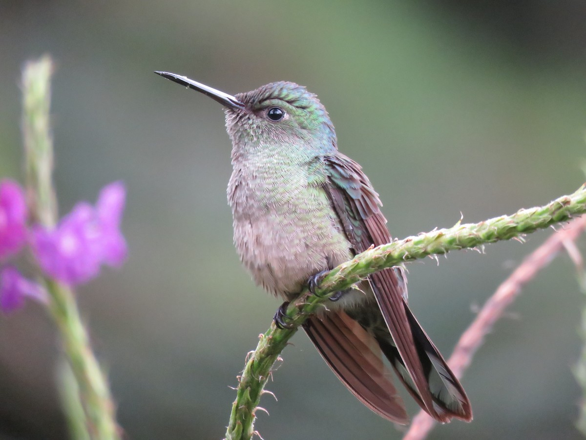 Scaly-breasted Hummingbird - ML82344081