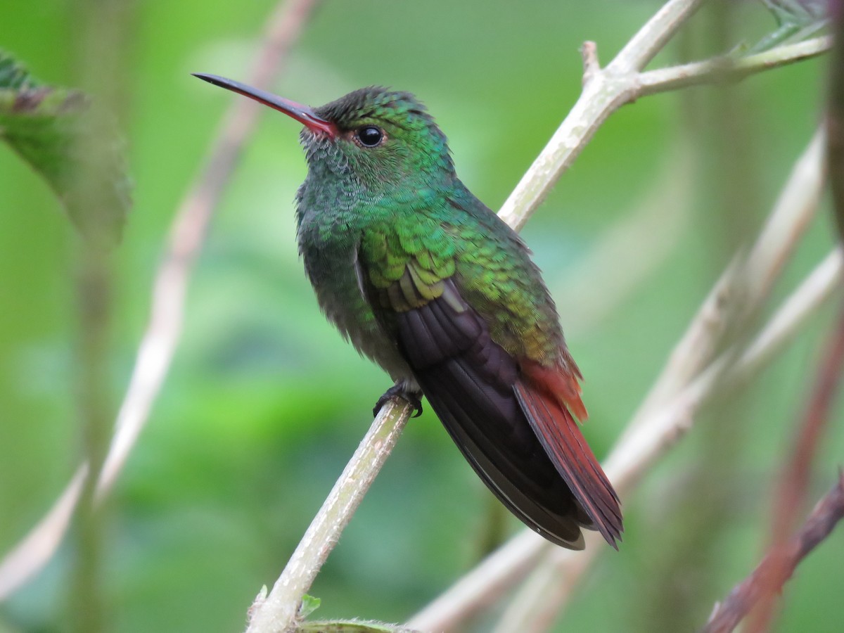 Rufous-tailed Hummingbird - ML82344471