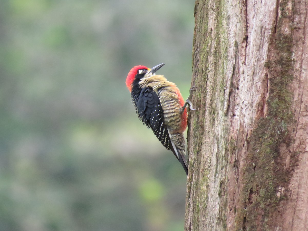 Black-cheeked Woodpecker - ML82344831