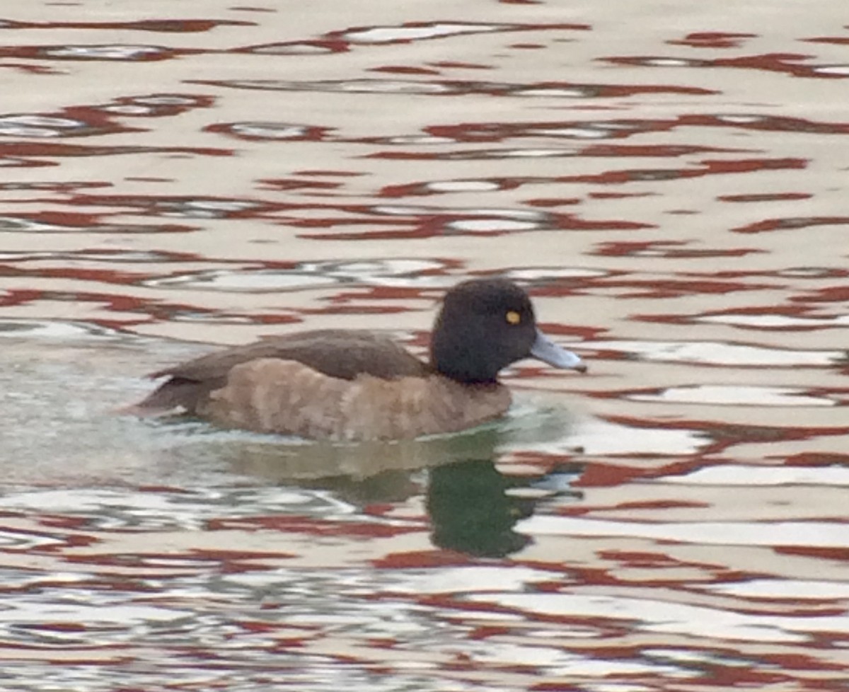 Tufted Duck - Tina Green