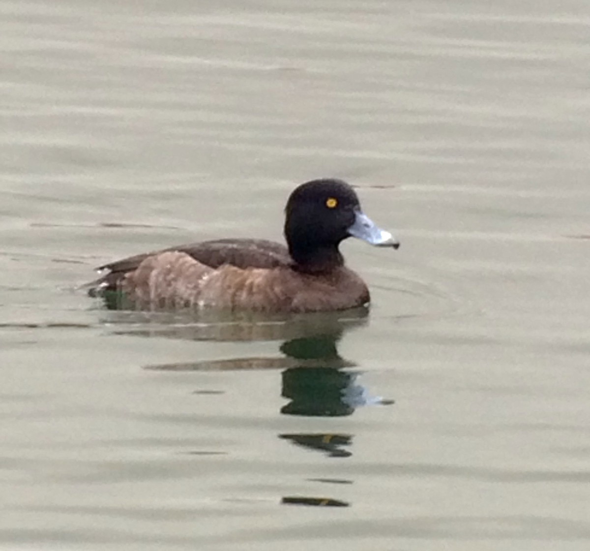 Tufted Duck - Tina Green