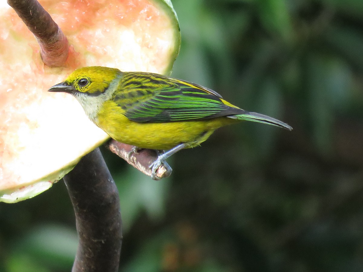 Silver-throated Tanager - Mark Goodwin