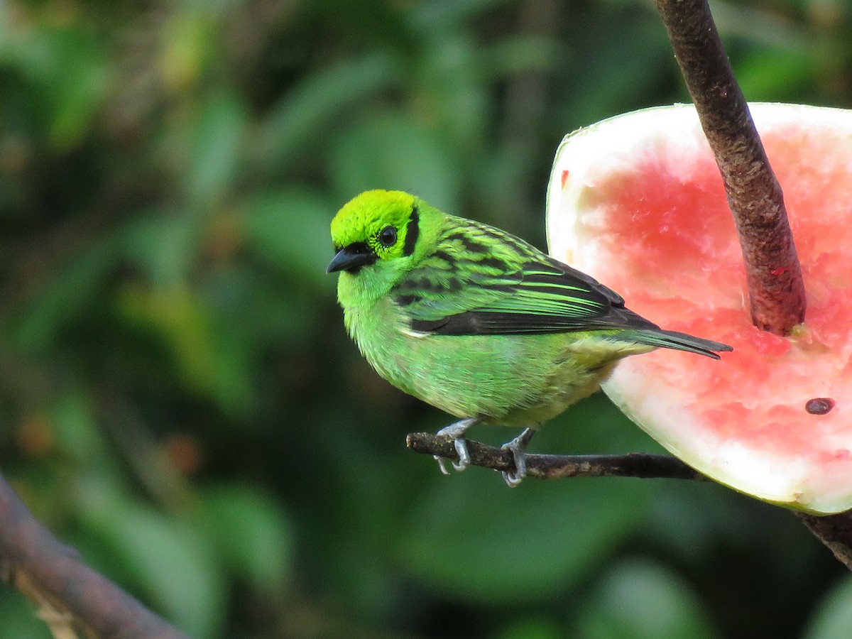 Emerald Tanager - ML82345841