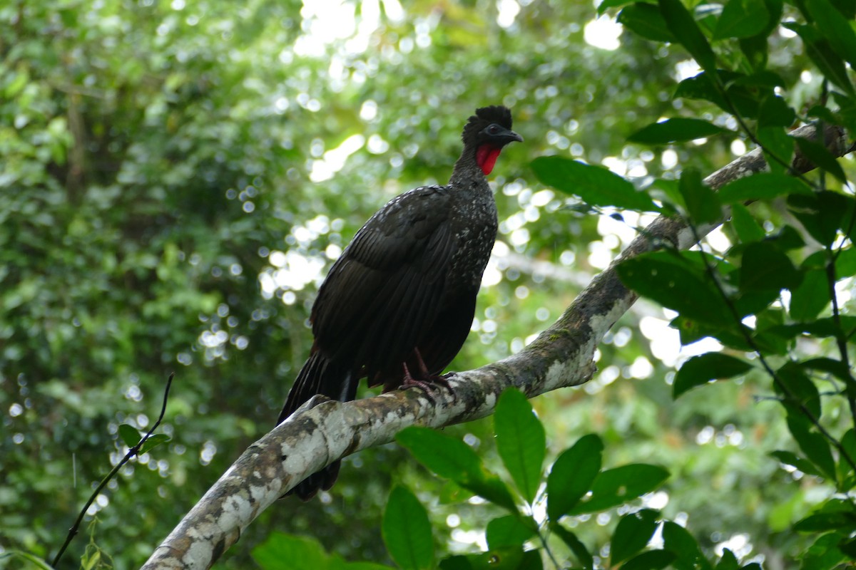 Crested Guan - ML82345881