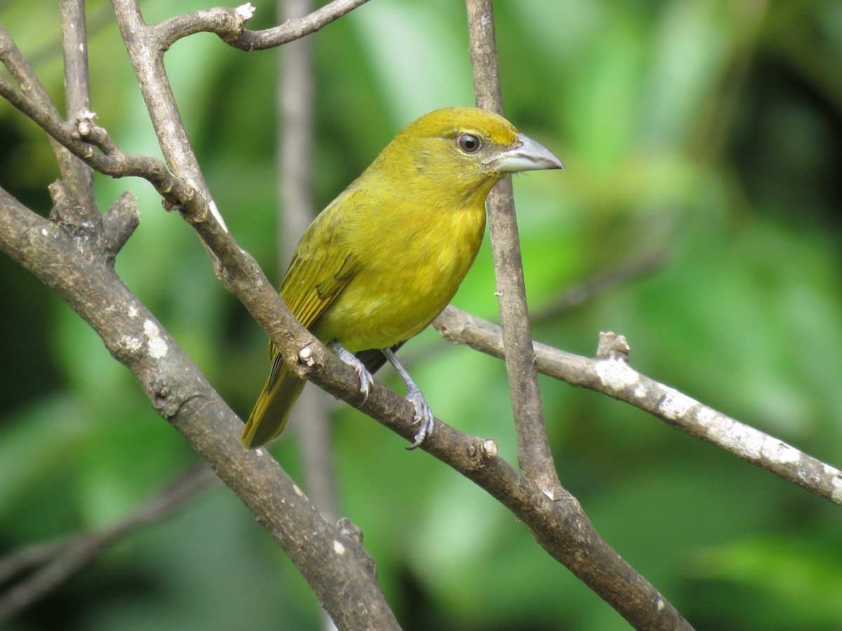Hepatic Tanager - ML82346281