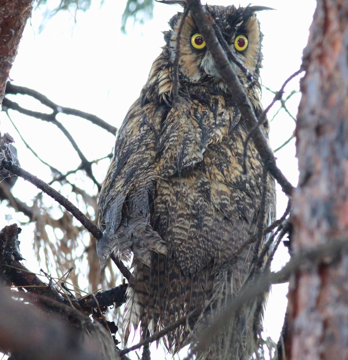 Long-eared Owl - Rick Folkening