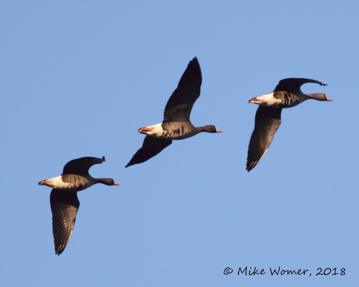 Greater White-fronted Goose - Michael Womer