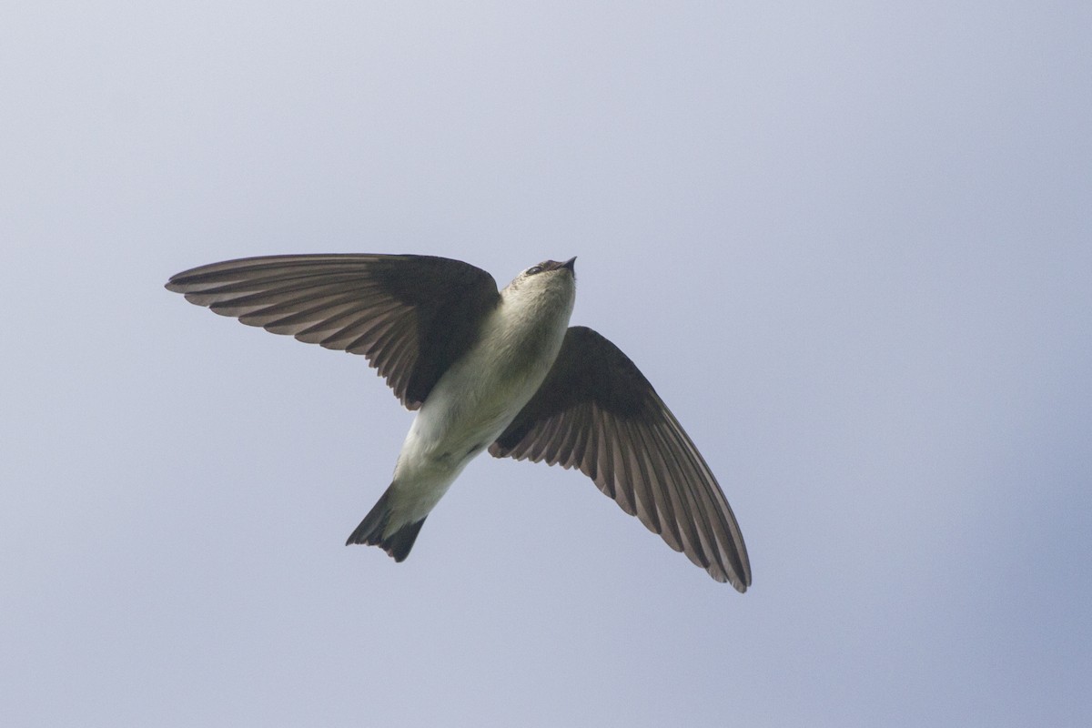 Violet-green Swallow - Samuel Paul Galick