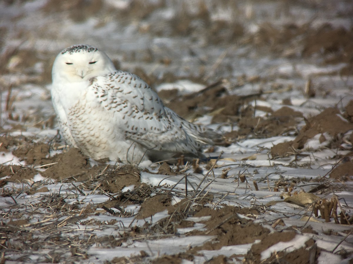Snowy Owl - John Besser