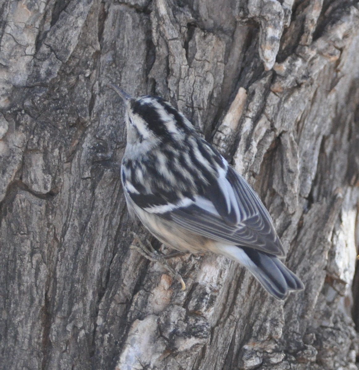 Black-and-white Warbler - ML82353591