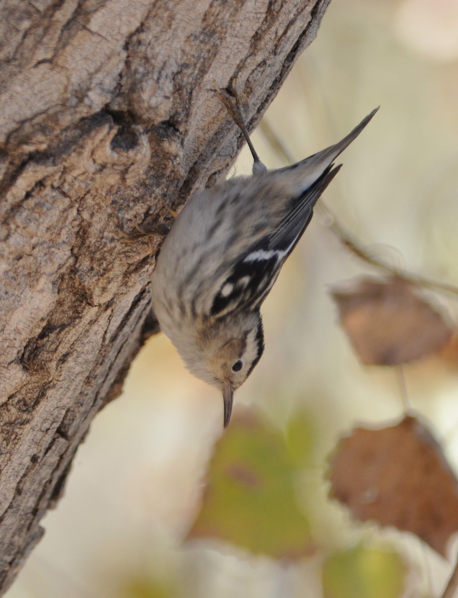 Black-and-white Warbler - ML82353621