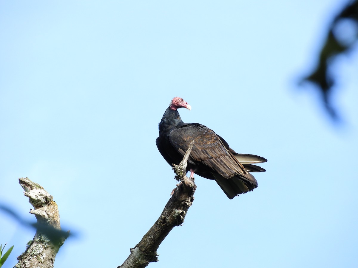 Turkey Vulture - ML82354311