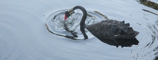 Black Swan, ML82356421