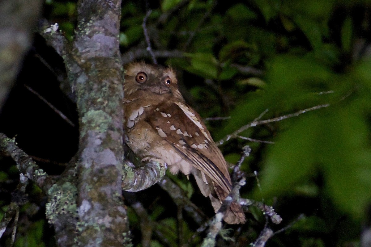 Philippine Frogmouth - ML82359911