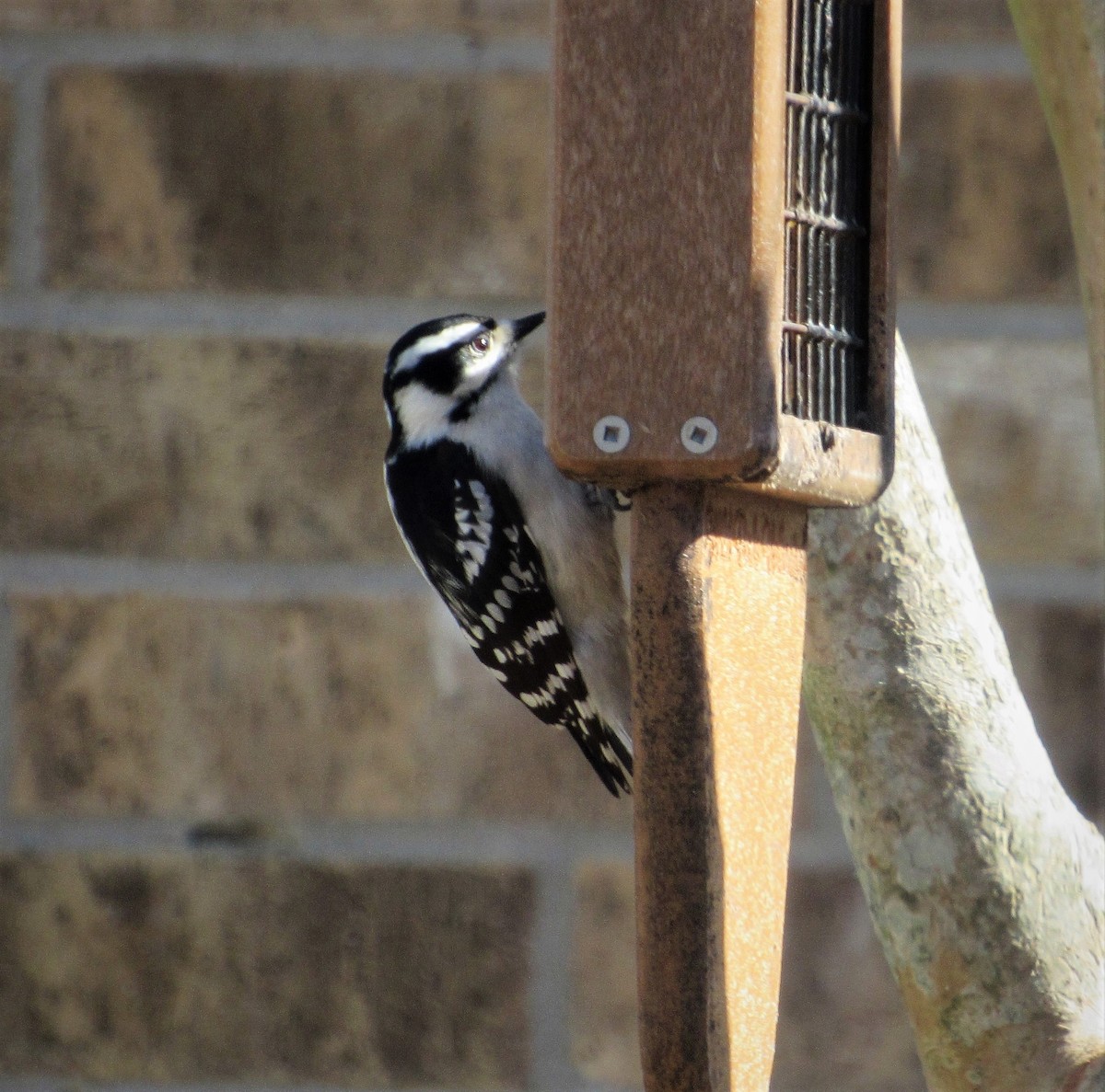Downy Woodpecker - ML82359941