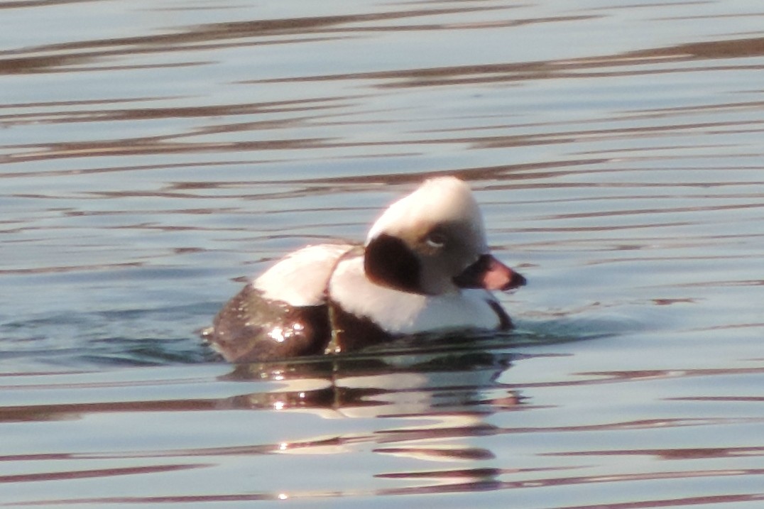 Long-tailed Duck - Peter Herstein