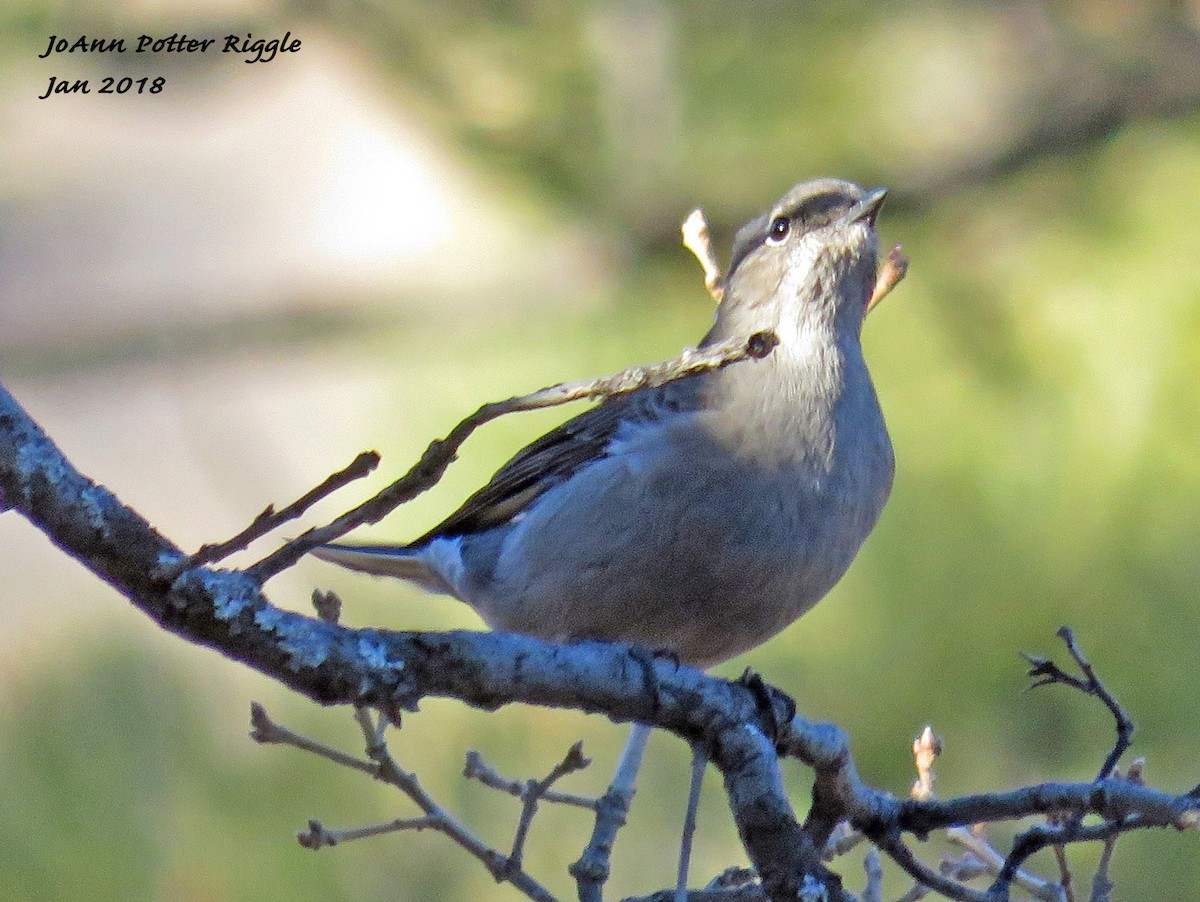 Townsend's Solitaire - JoAnn Potter Riggle 🦤