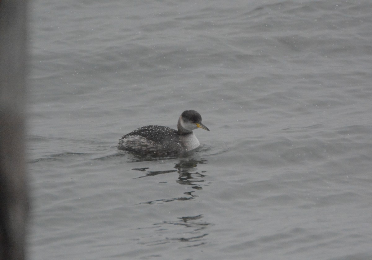 Red-necked Grebe - ML82363981