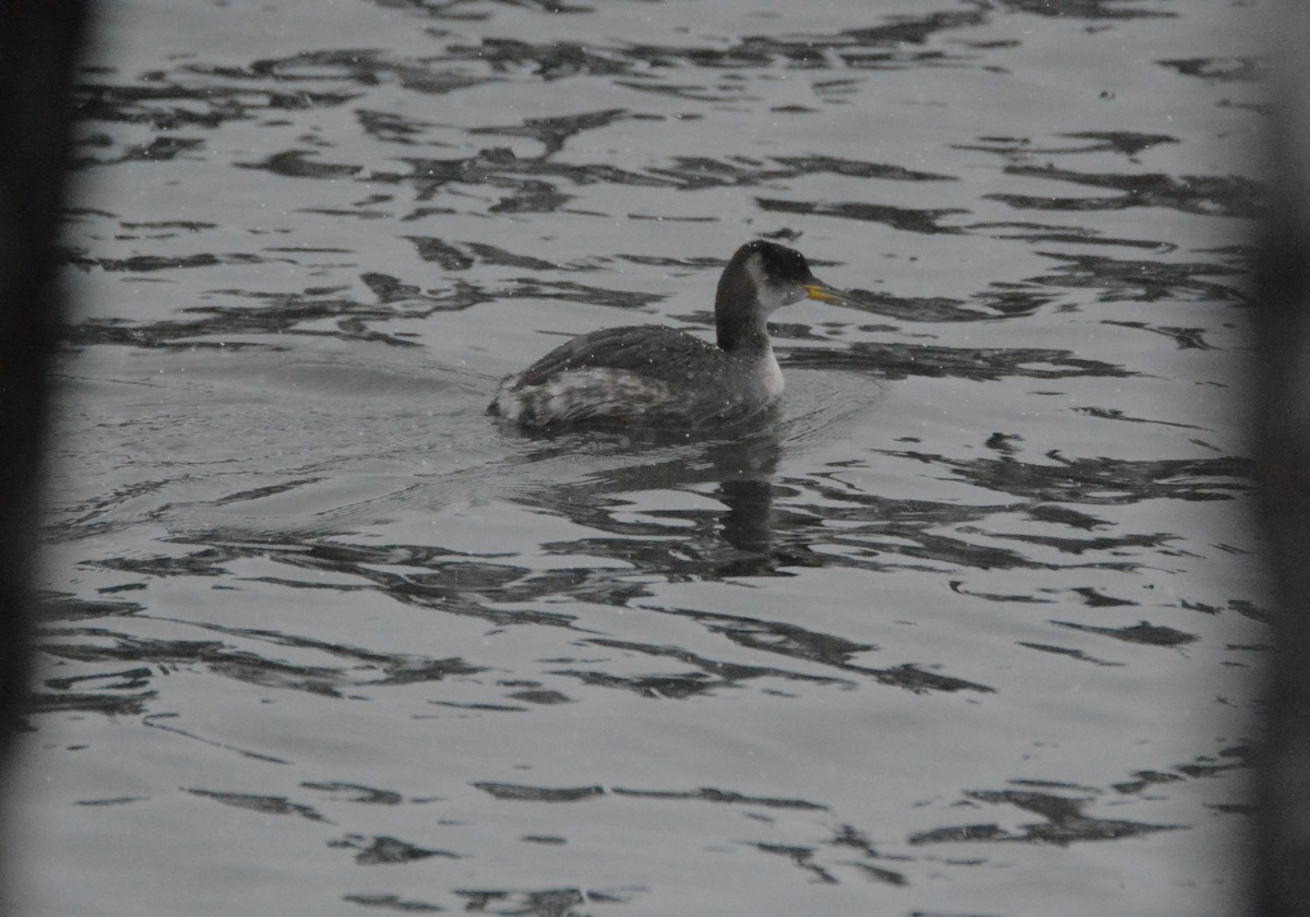 Red-necked Grebe - ML82364121
