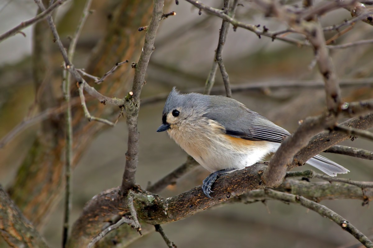 Tufted Titmouse - Rob Dickerson