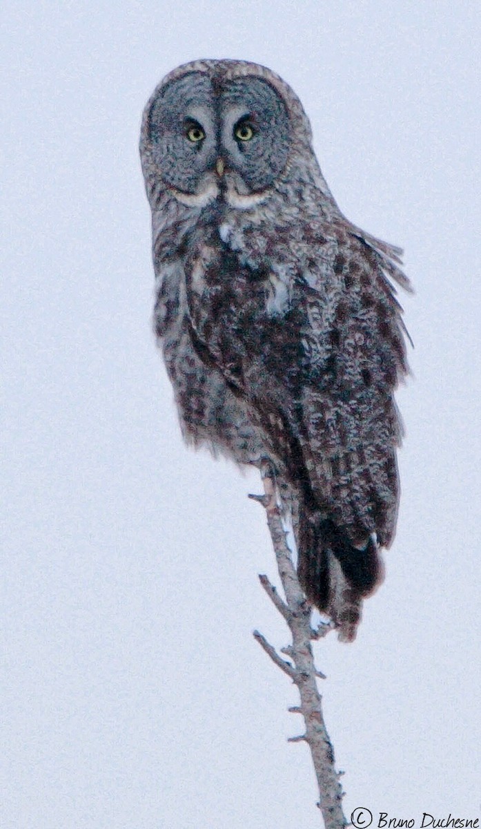 Great Gray Owl - Bruno Duchesne