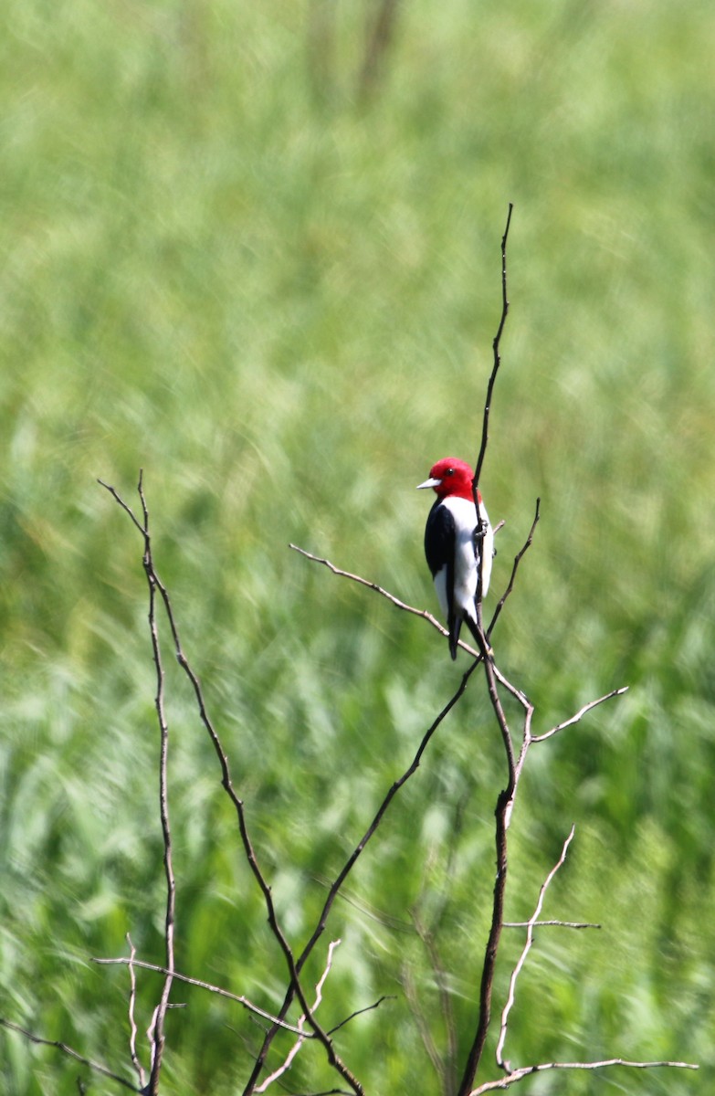Red-headed Woodpecker - Joshua Uffman