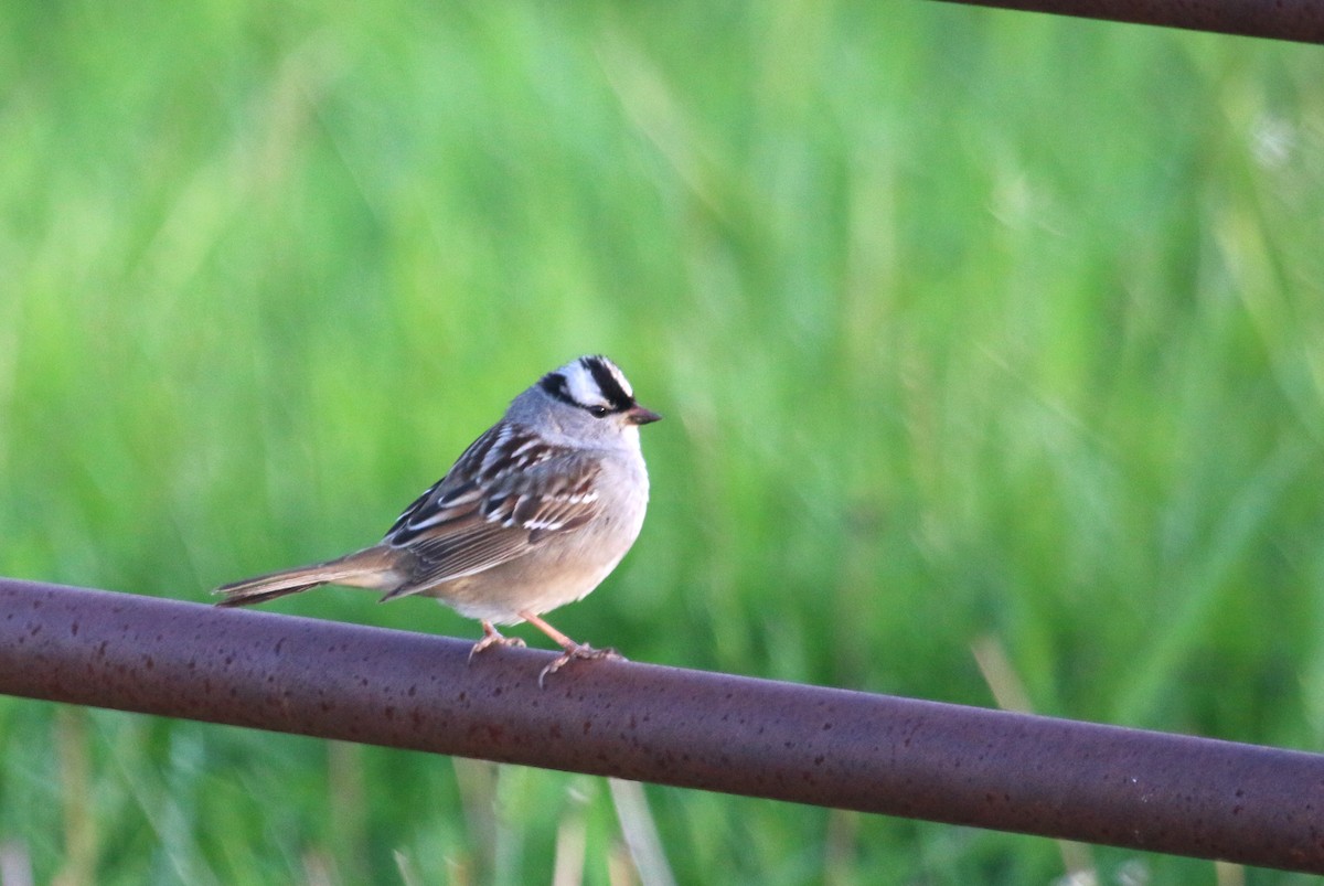 White-crowned Sparrow (Dark-lored) - ML82369401