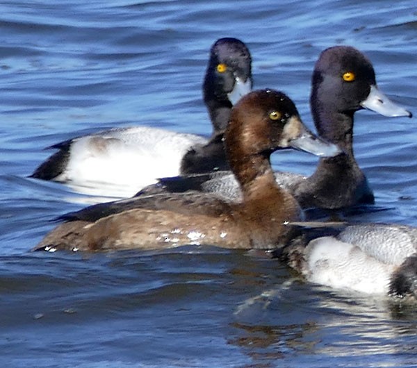 Greater Scaup - ML82369721