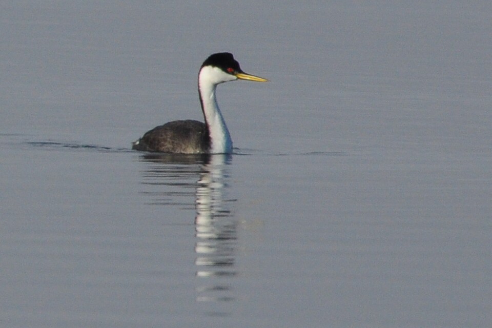 Western Grebe - Anonymous