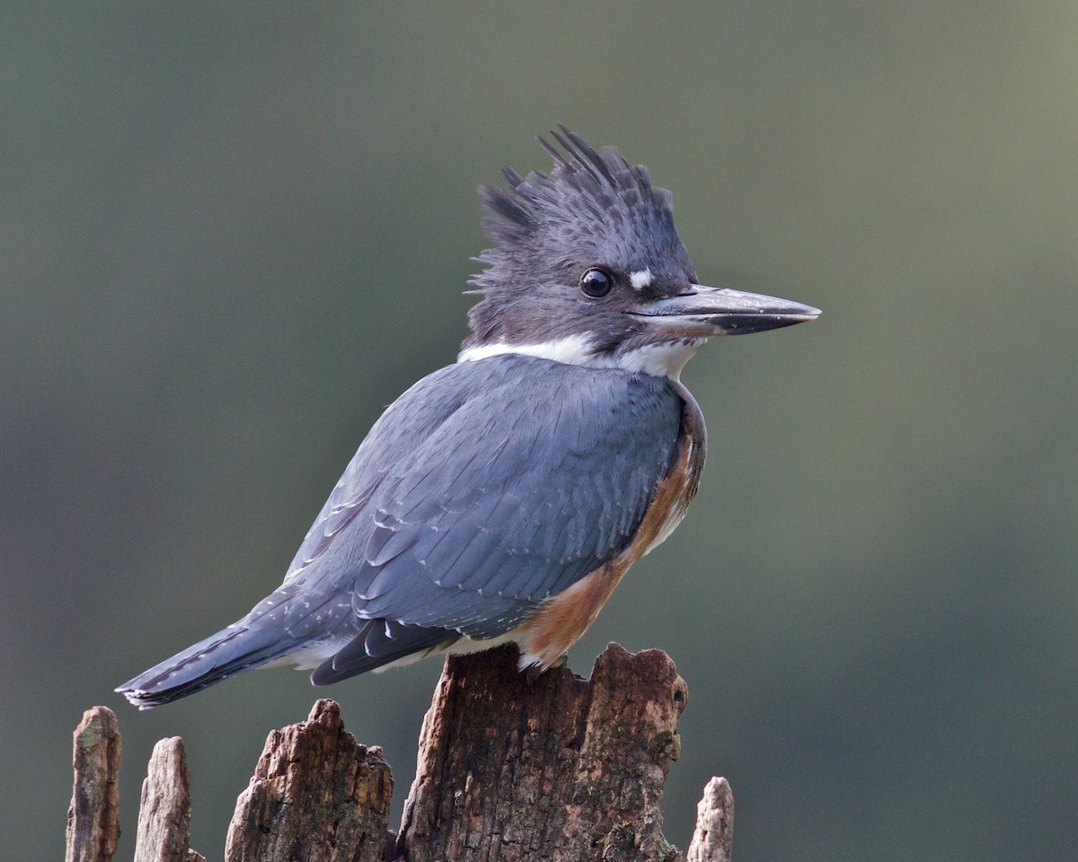 Belted Kingfisher - ML82370651