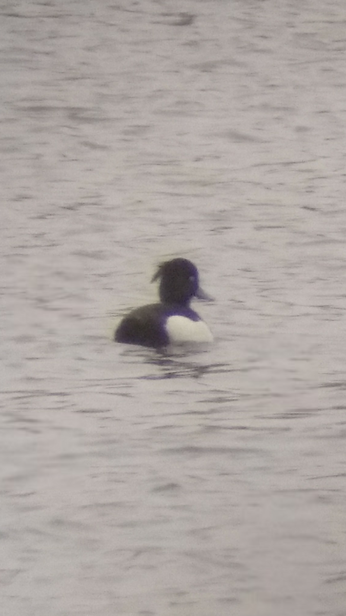 Tufted Duck - Miguel MG