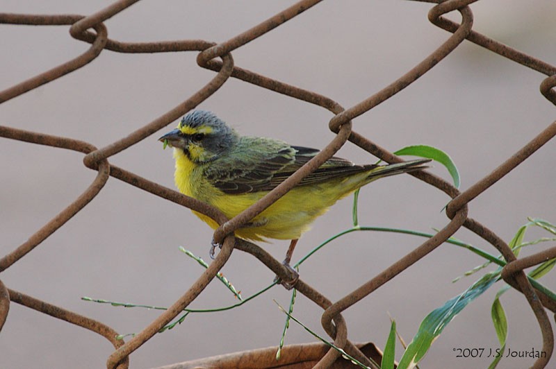 Yellow-fronted Canary - Jerome Jourdan