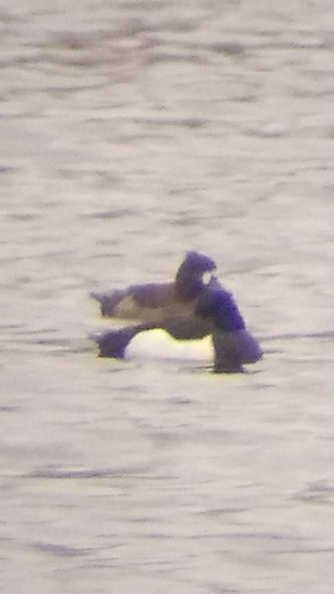 Greater Scaup - Miguel MG