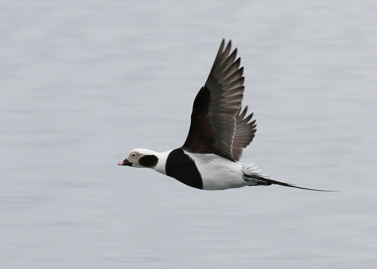 Long-tailed Duck - Kevin Lantz