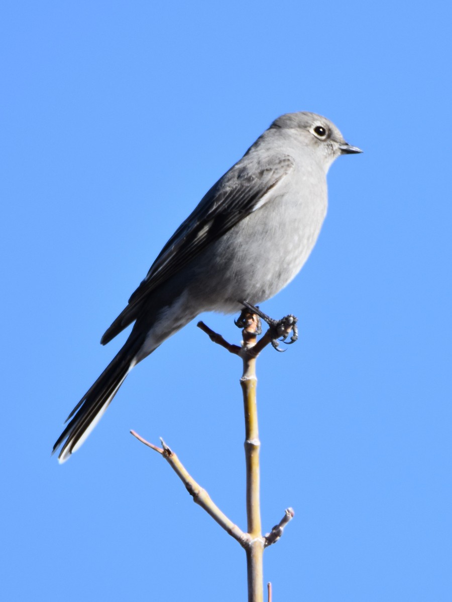Townsend's Solitaire - Weston Smith