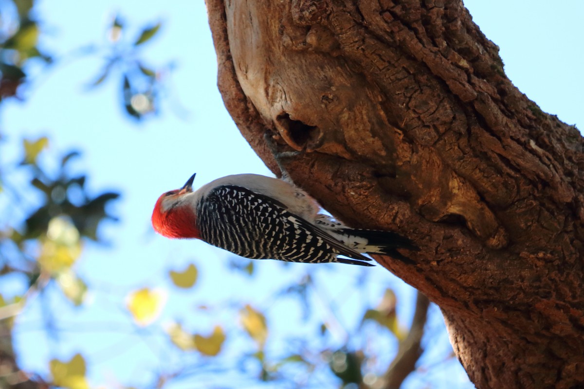 Red-bellied Woodpecker - ML82377371