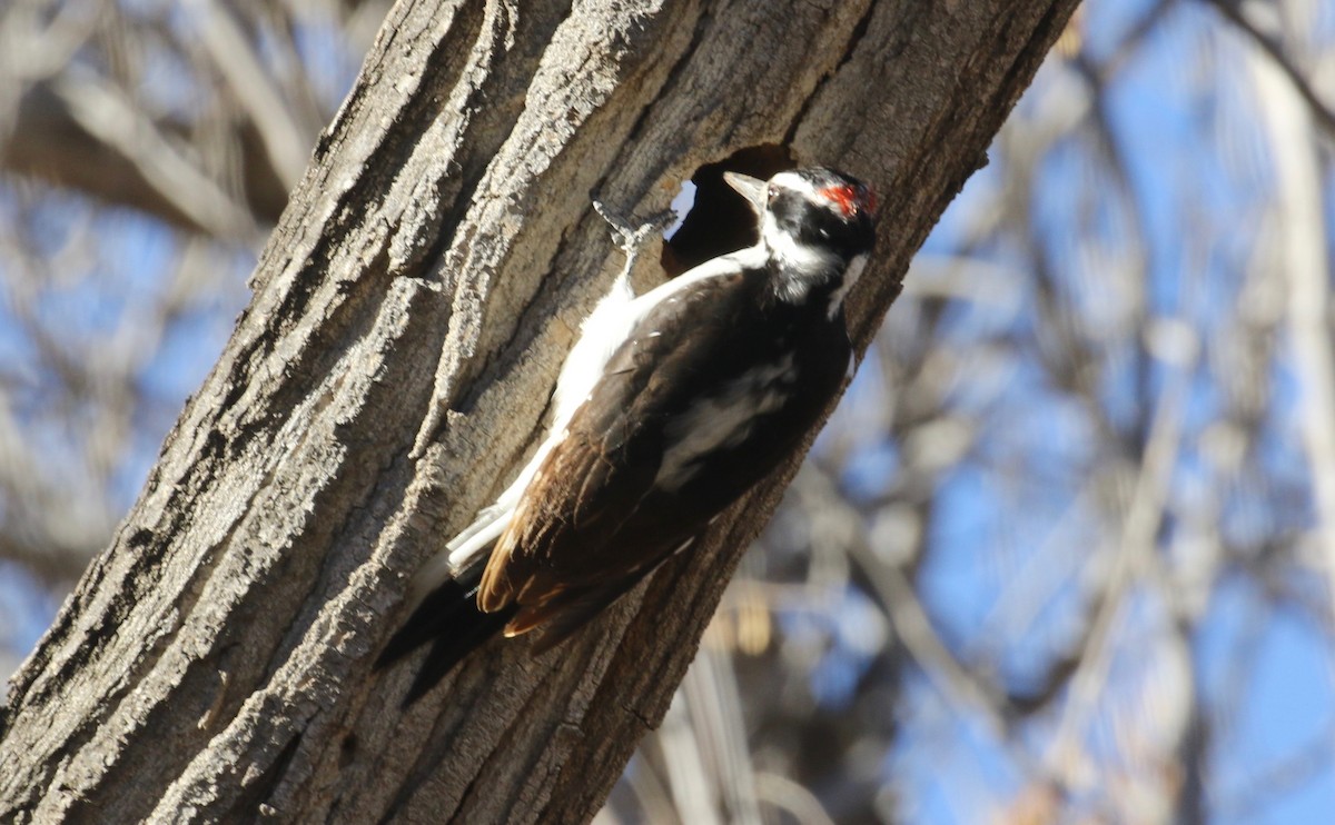 Hairy Woodpecker (Rocky Mts.) - Laurens Halsey